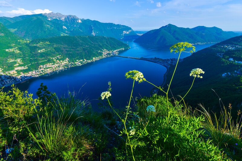 White Flowers on Hillside — Blue