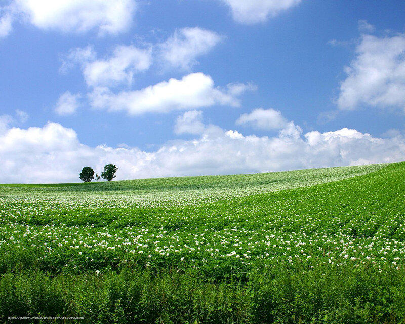 White Flowers on Hillside — Green, Serene, Afternoon