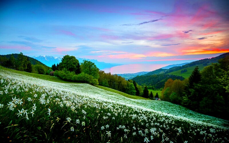 White Flowers on Hillside — Green, Serene, Sunset