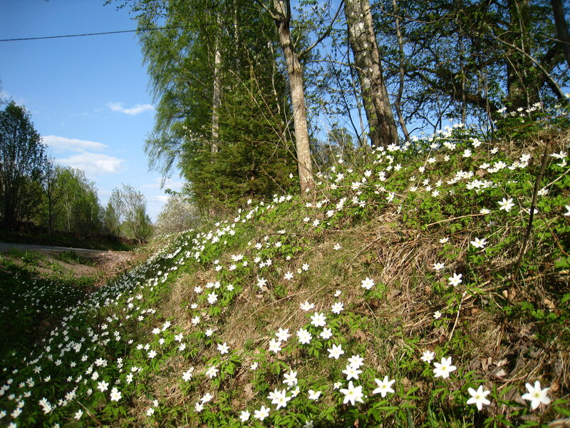 White Flowers on Hillside — Green, Serene