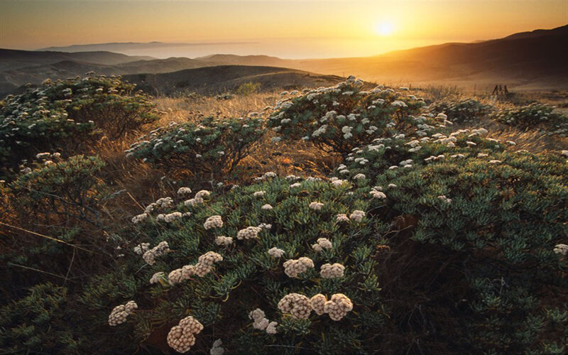 White Flowers on Hillside — Green