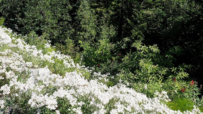 White Flowers on Hillside — Serene