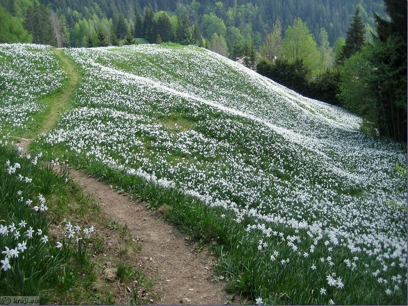 White Flowers on Hillside
