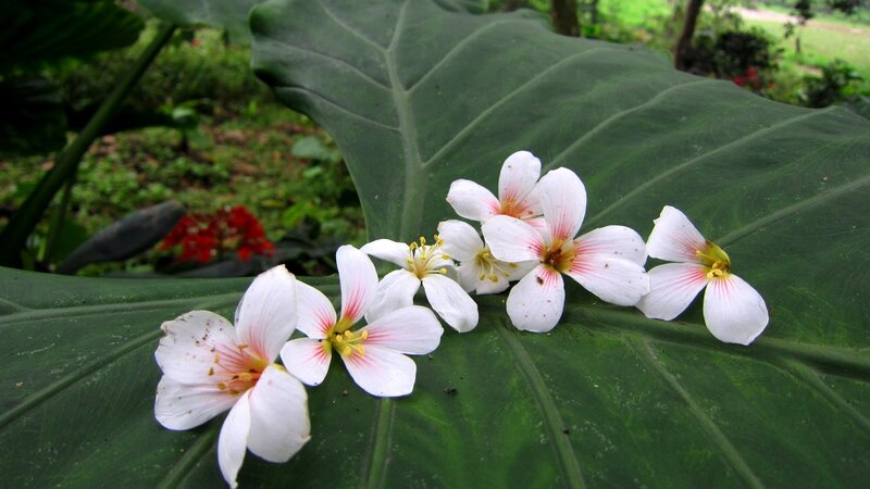 White Flowers on Leaf