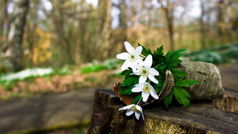 White Flowers on Log — Serene, Spring, Photograph, Forest