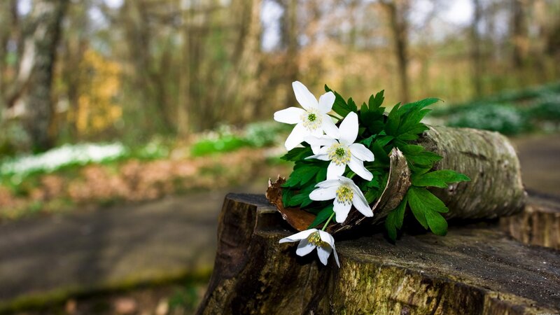 White Flowers on Log — Serene, Spring, Photograph