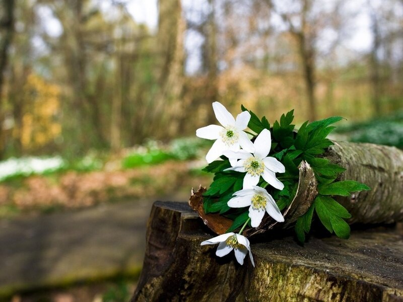 White Flowers on Log — Serene, Spring