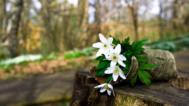White Flowers on Log — Serene