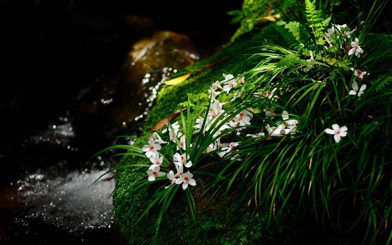 White Flowers on Moss