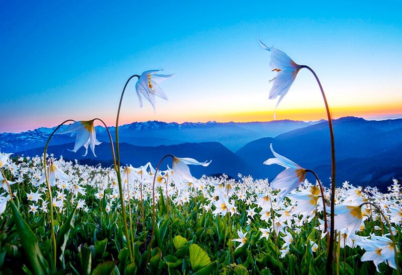 White Flowers on Mountain — Blue