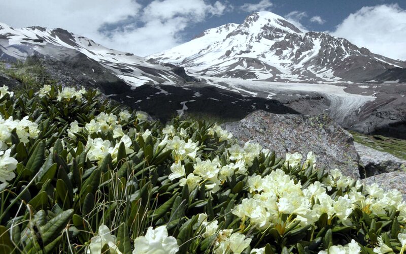 White Flowers on Mountain — Green