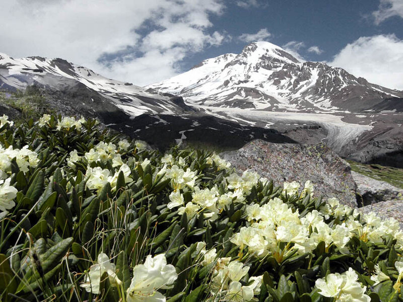 White Flowers on Mountain