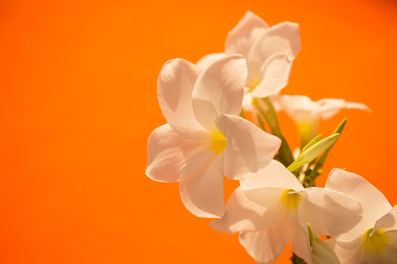 White Flowers on Orange