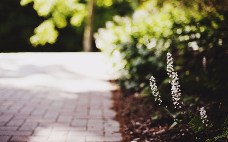 White Flowers on Path