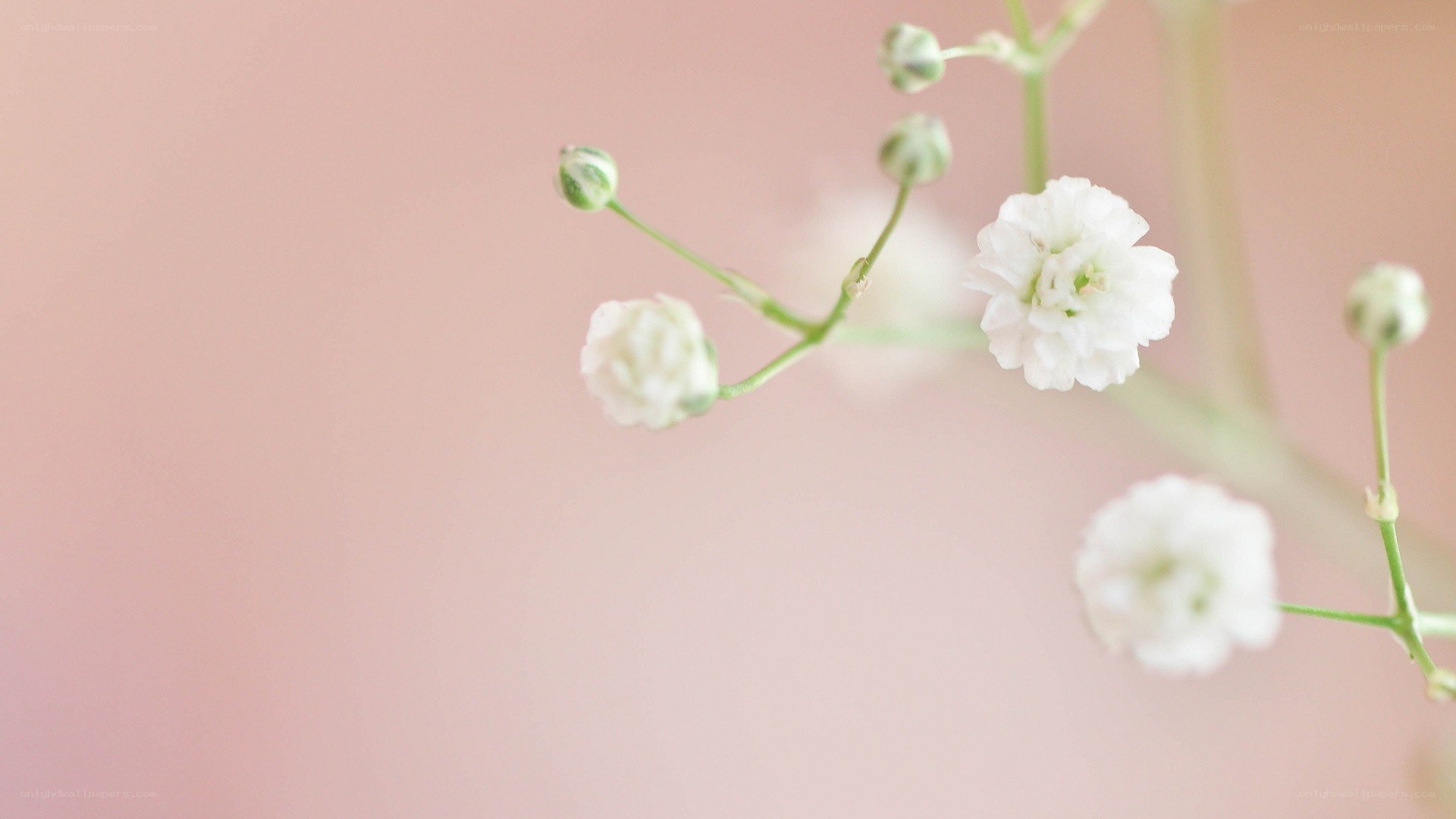 white flowers on pink background