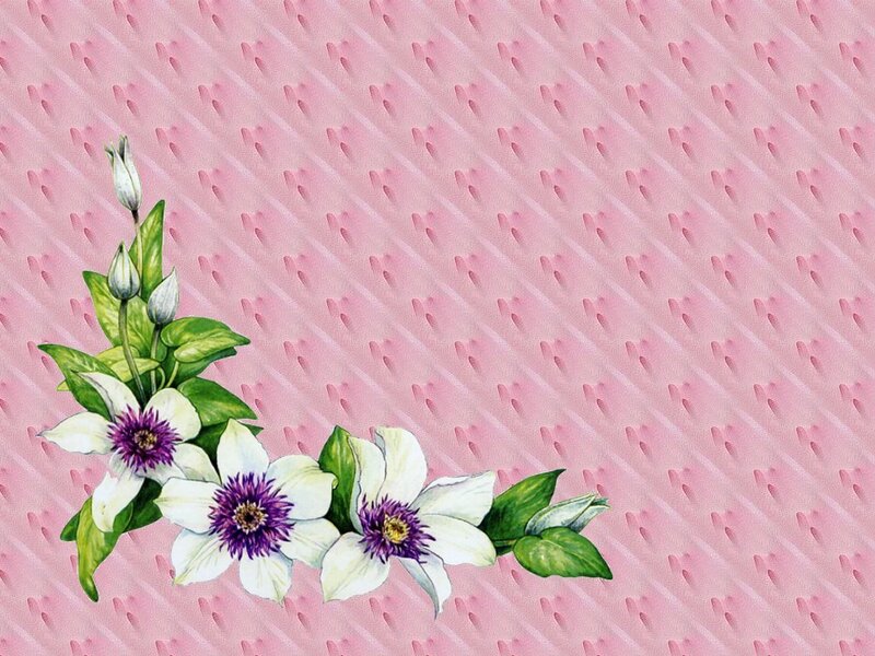 white flowers on pink background