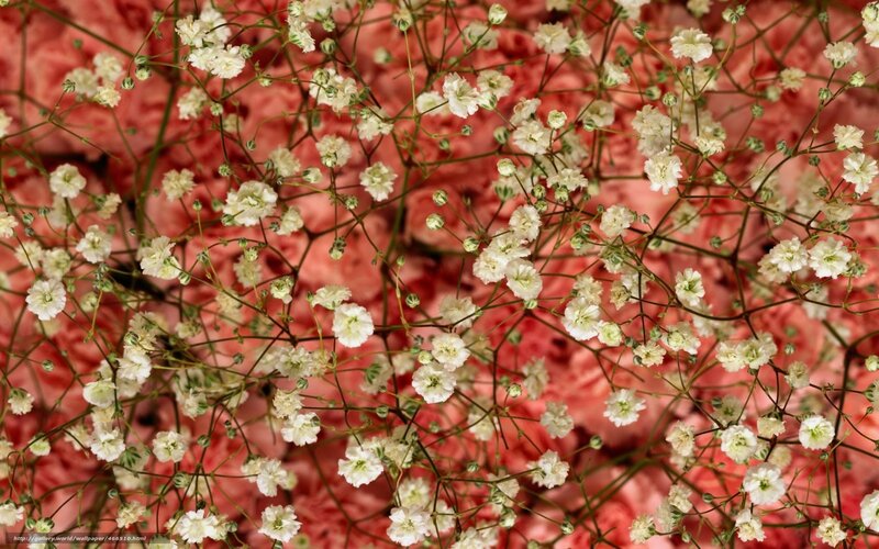 White flowers on pink background