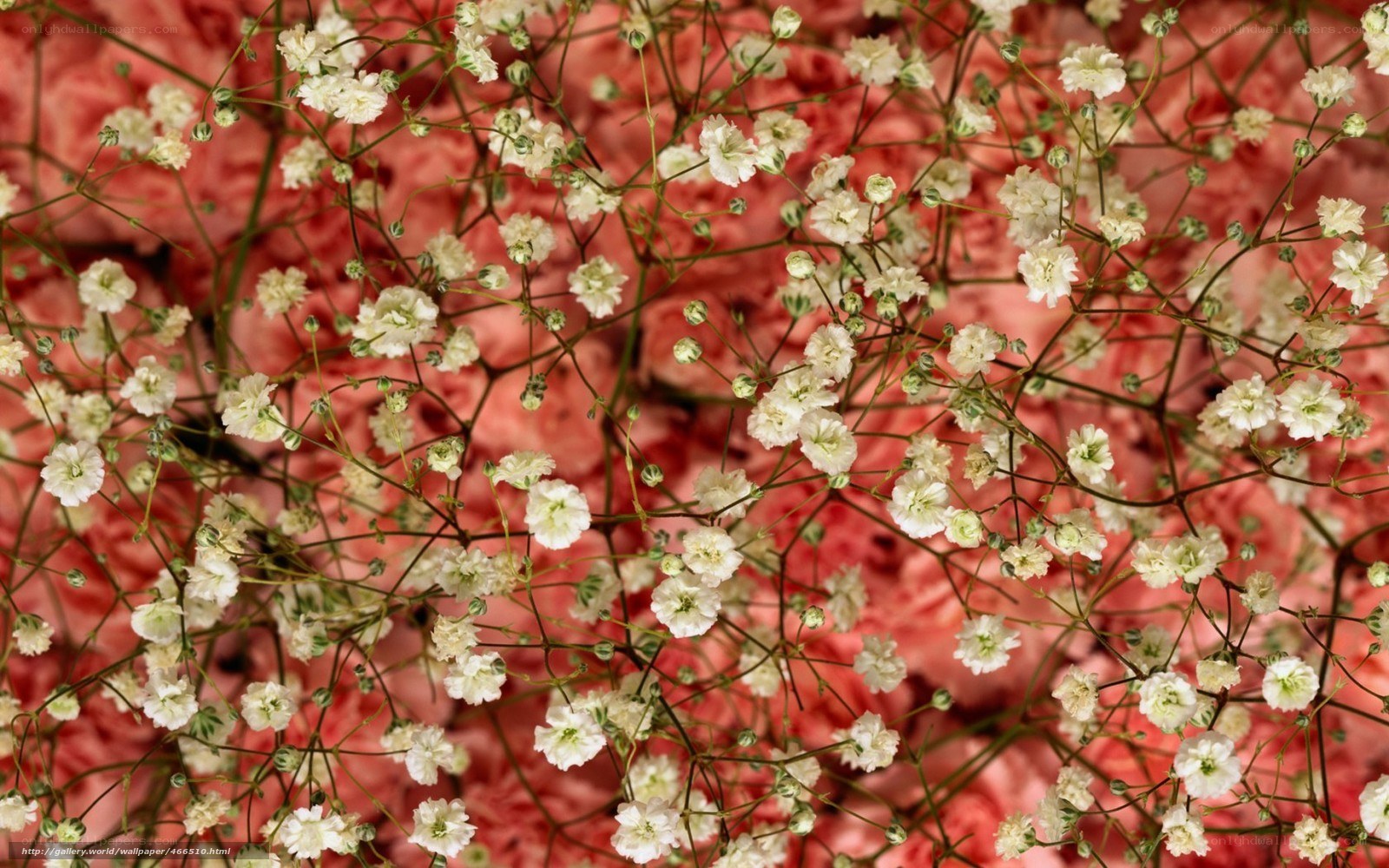 White flowers on pink background