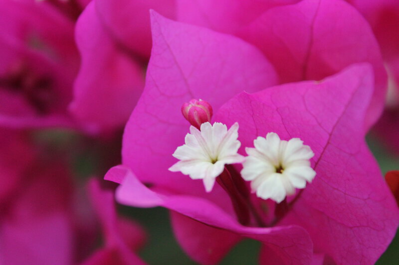 White Flowers on Pink Leaves