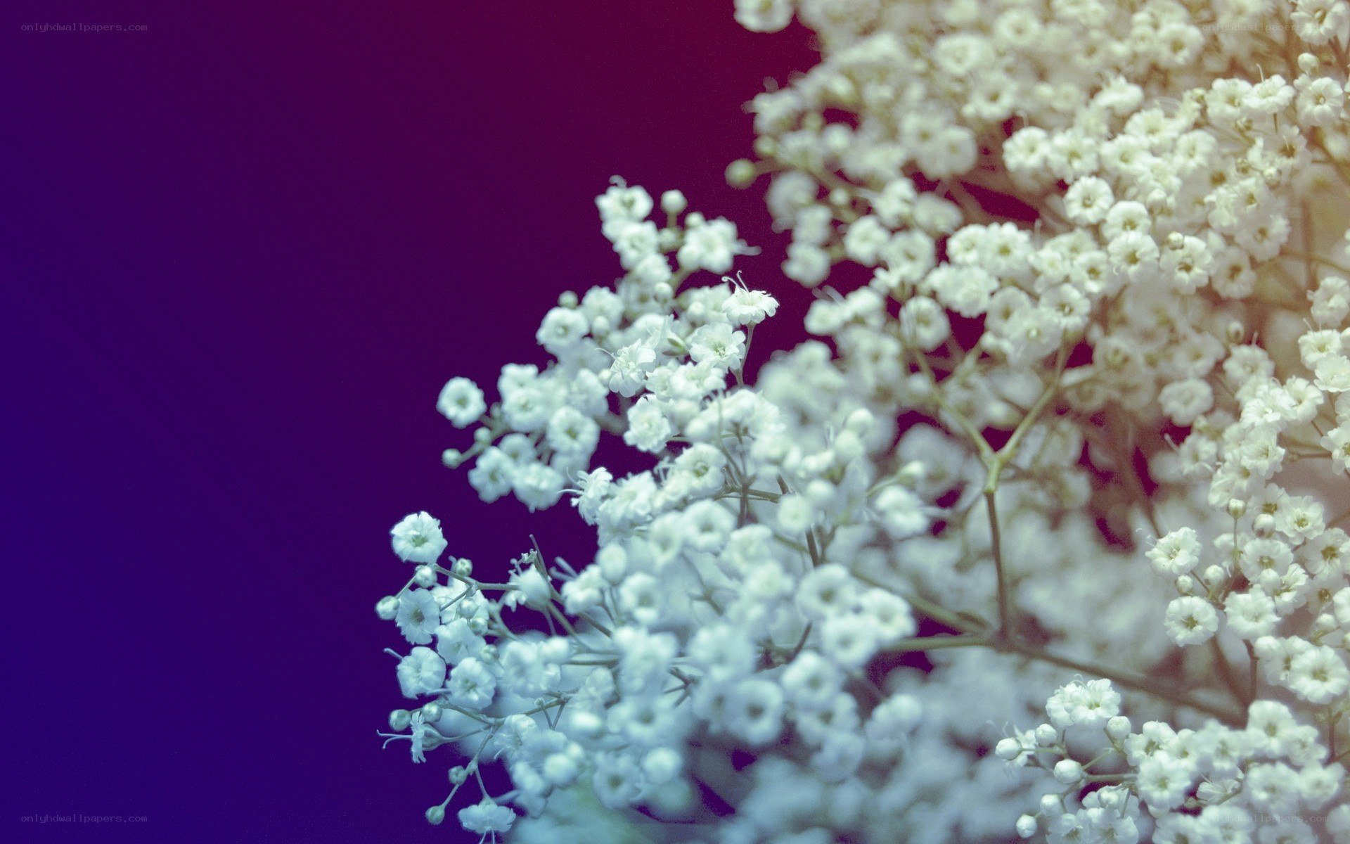 White flowers on purple background