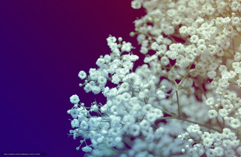 White flowers on purple background