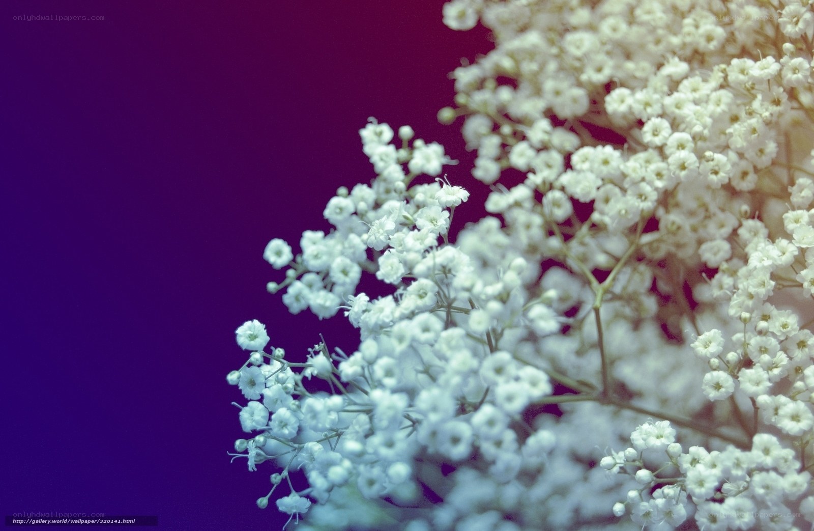 White flowers on purple background