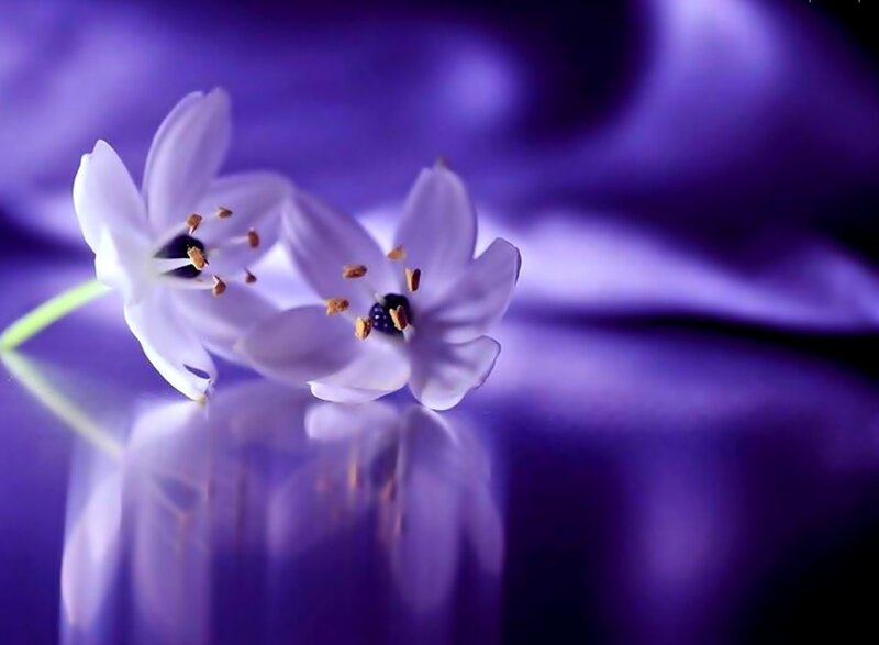 White Flowers on Purple — Serene, Photograph