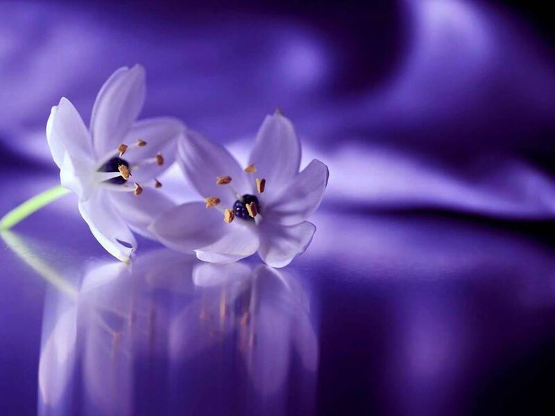 White Flowers on Purple — Serene