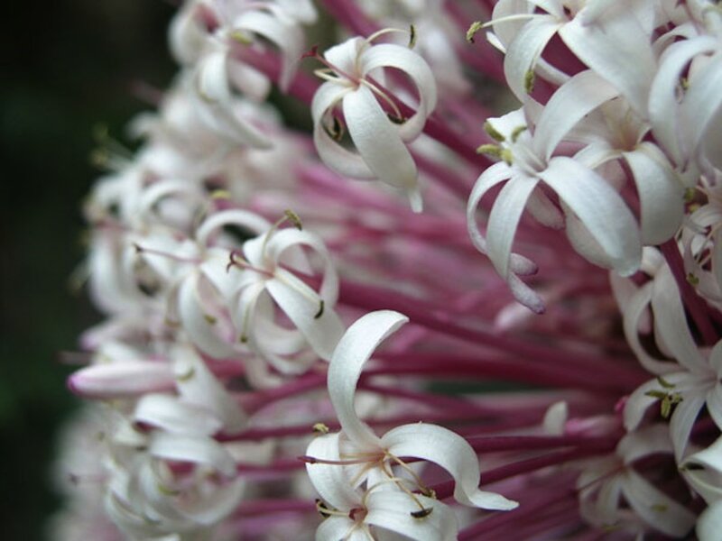 White Flowers on Purple Stems