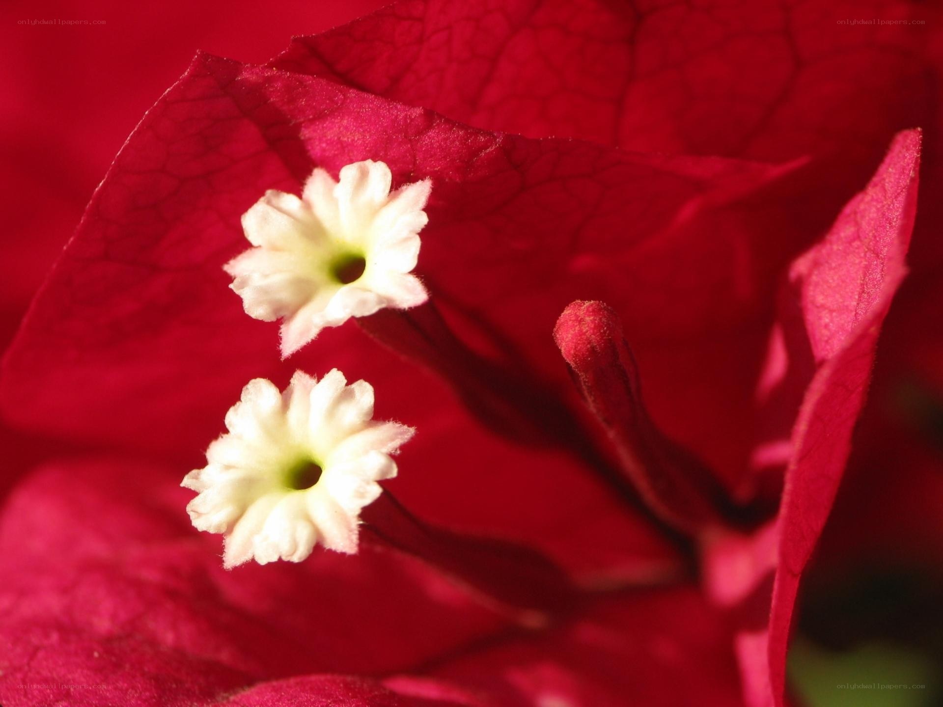 White flowers on red bracts
