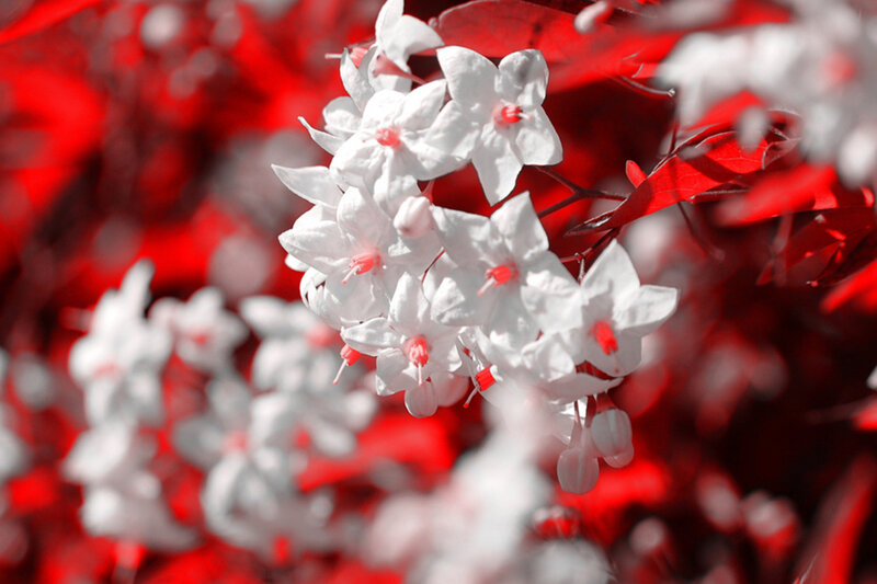 White Flowers on Red Leaves — Dramatic