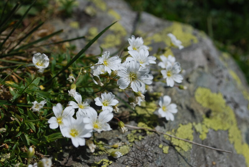 White Flowers on Rock — Calm