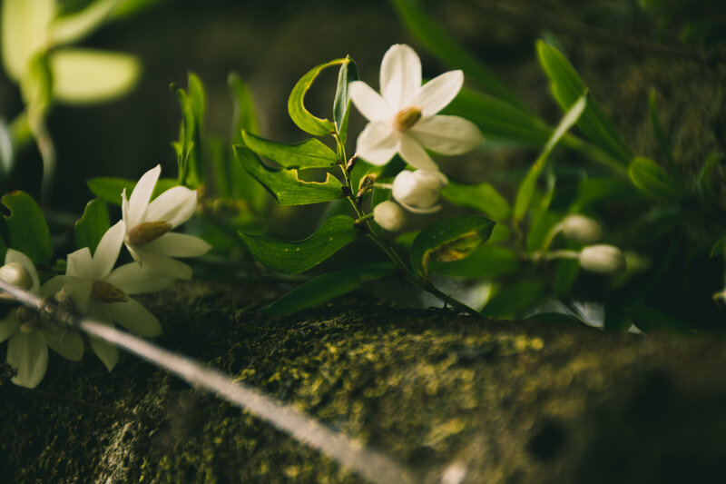 White Flowers on Rock — Green, Serene