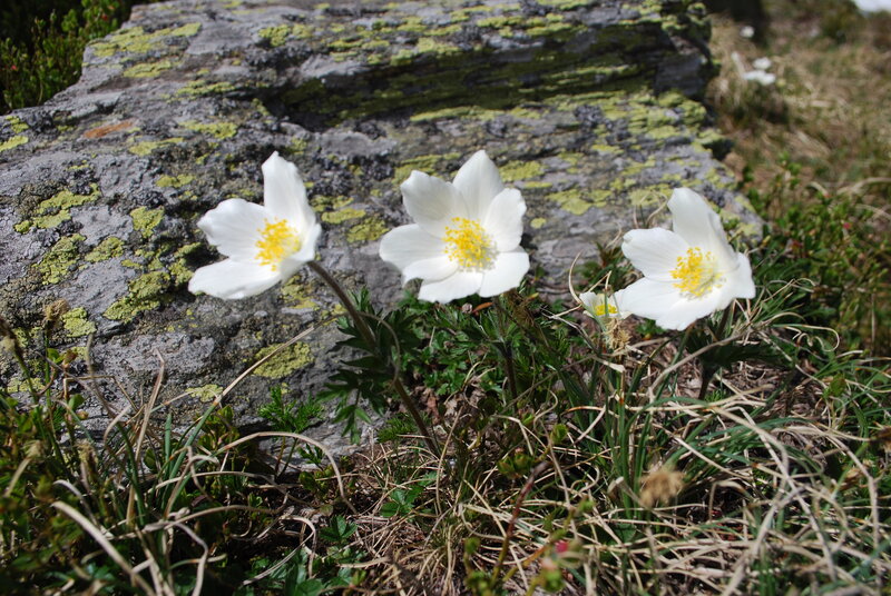 White Flowers on Rock — Natural