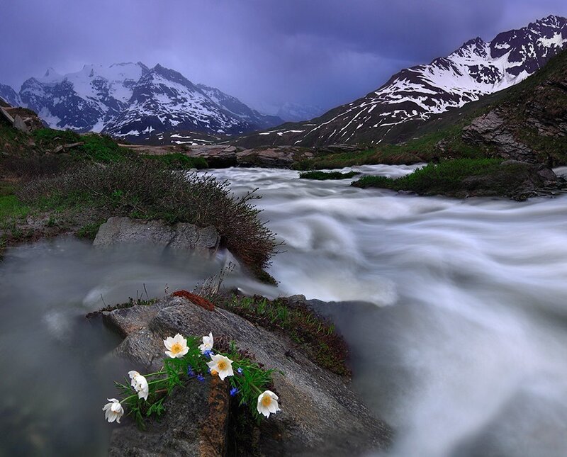 White Flowers on Rock