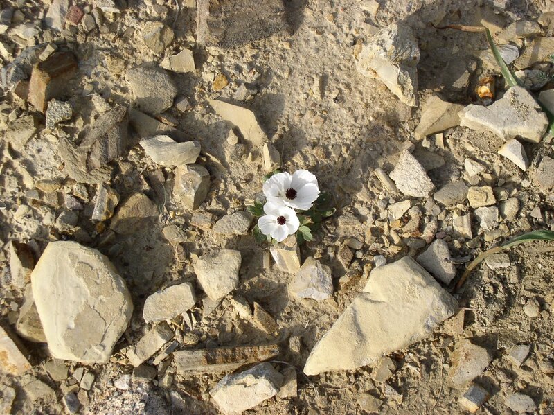 White Flowers on Rocks — Calm