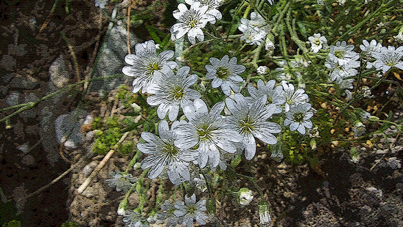 White Flowers on Rocks — Natural