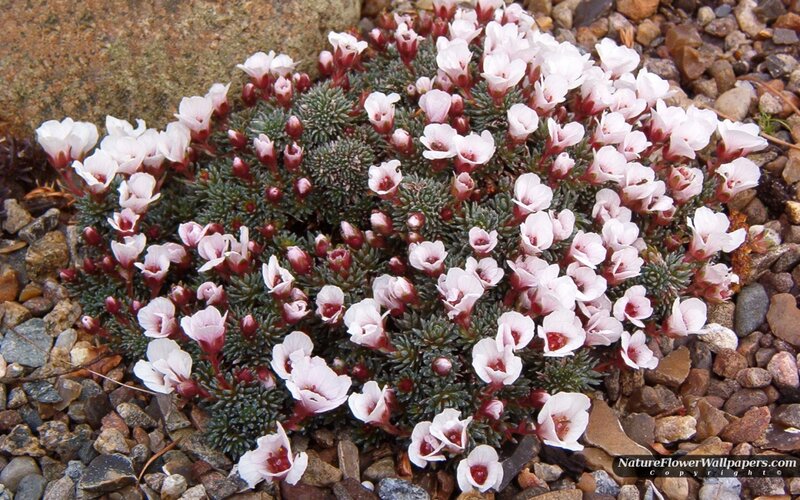 White Flowers on Rocks