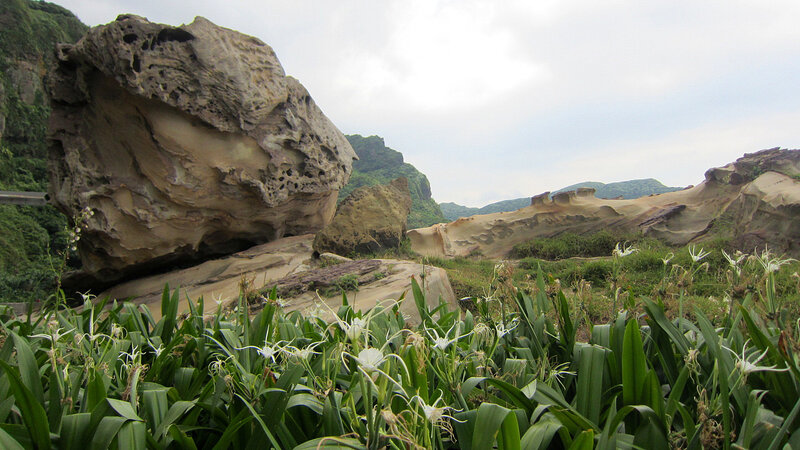 White Flowers on Rocky Coast