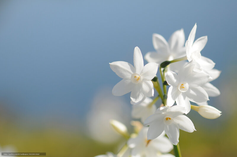 White Flowers on Stem — Serene, Morning
