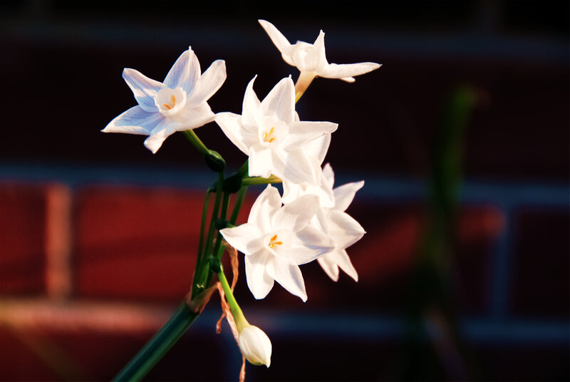 White Flowers on Stem — Serene