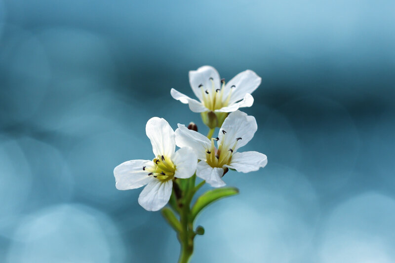 White Flowers on Stem