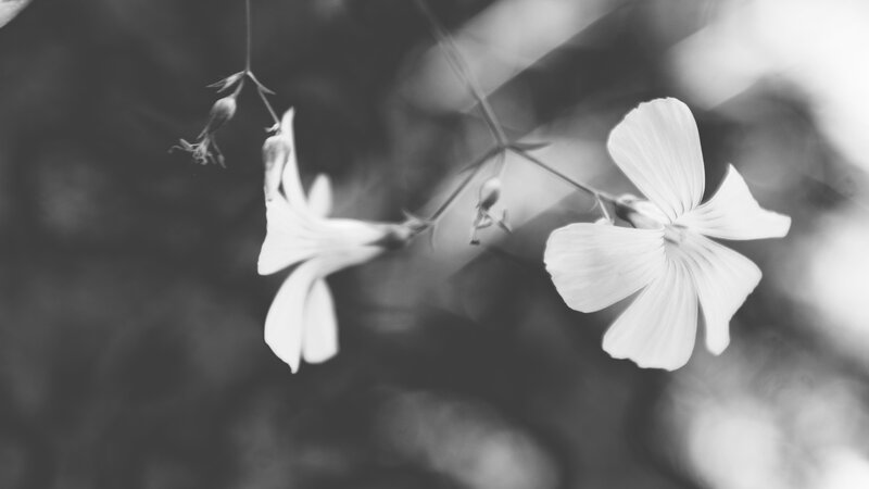 White Flowers on Stems — Black