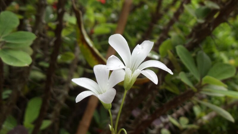 White Flowers on Stems — Calm