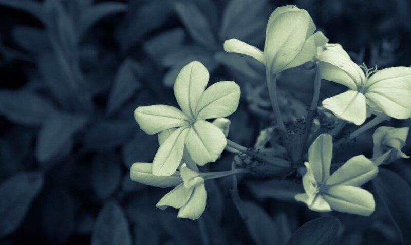 White Flowers on Stems — Green