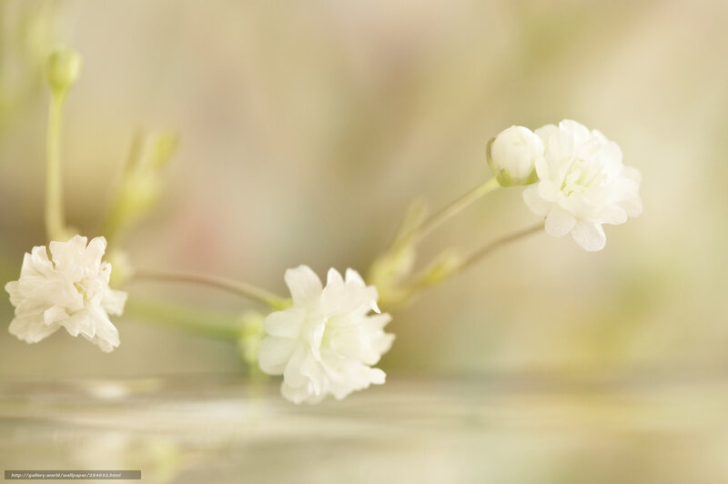 White Flowers on Stems — Serene, Photograph, Buds