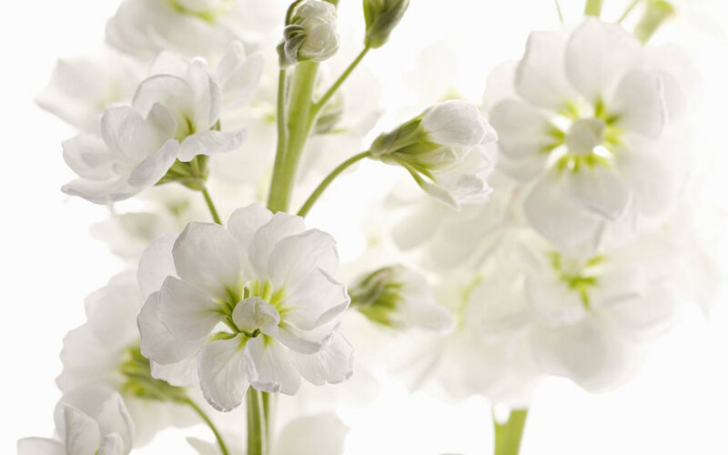 White Flowers on Stems — Serene, Photograph