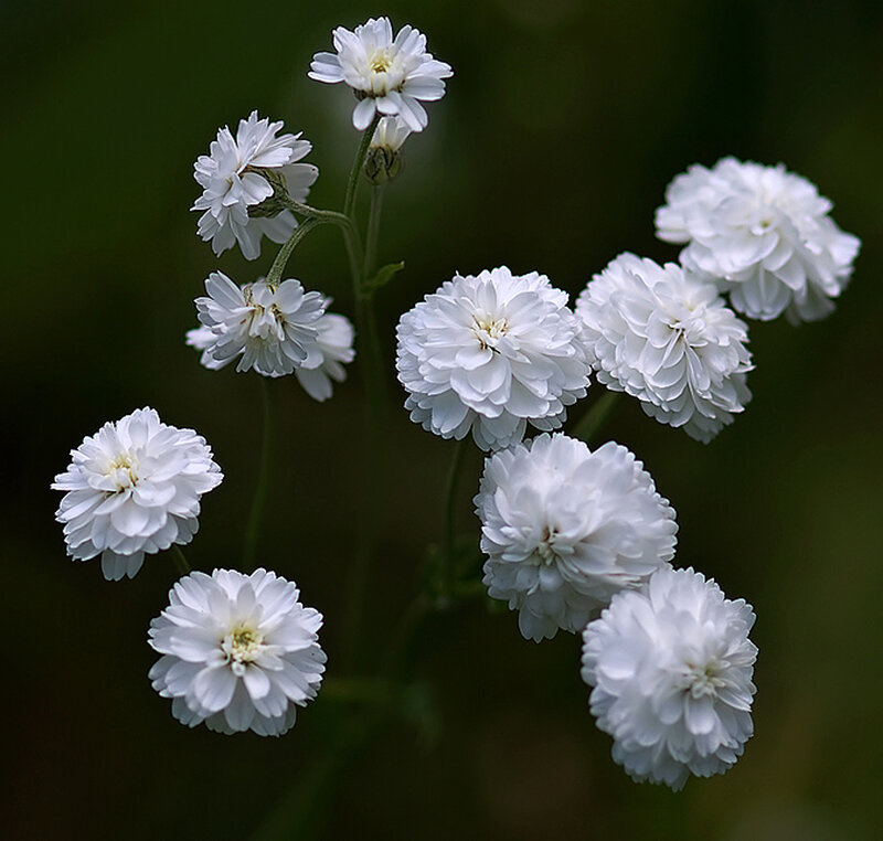 White Flowers on Stems — Serene