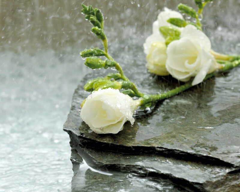 White Flowers on Stone — Calm