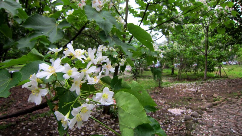 White Flowers on Tree — Green, Serene